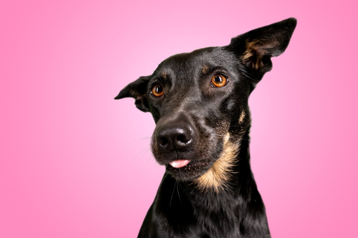 Lustige Hundefotos mit Mischlingshündin in Dresden-004.jpg