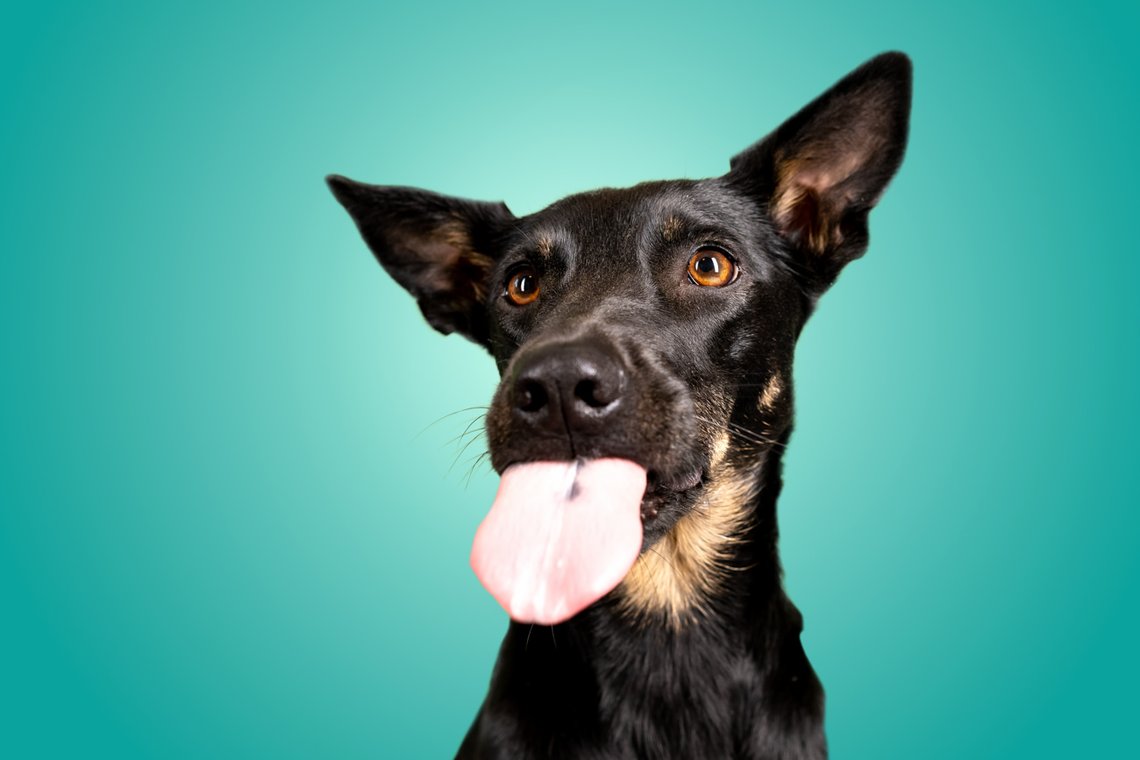 Lustige Hundefotos mit Mischlingshündin in Dresden-007.jpg