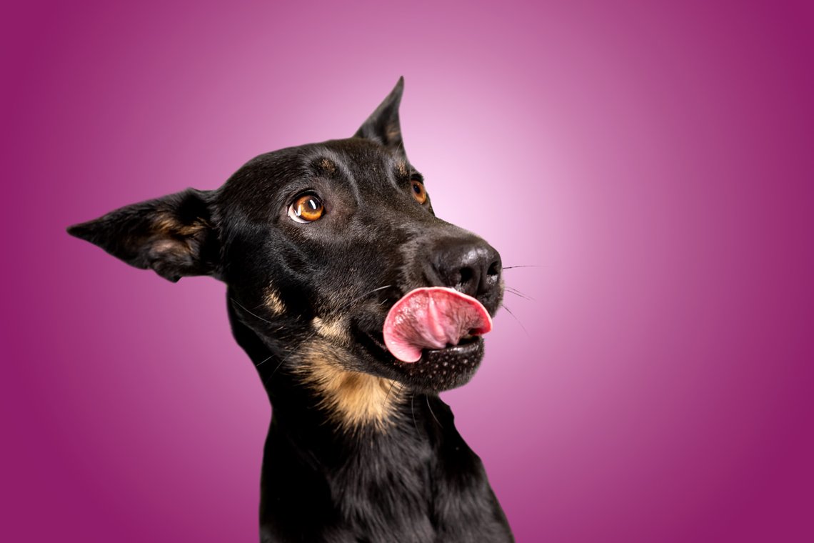 Lustige Hundefotos mit Mischlingshündin in Dresden-006.jpg