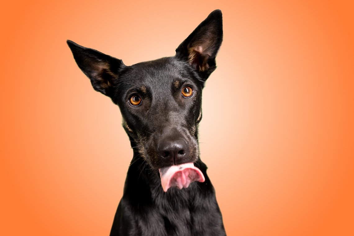 Lustige Hundefotos mit Mischlingshündin in Dresden-009.jpg