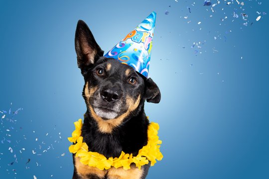Working Kelpie mit Hawaiikette und Partyhut schaut lustig in die Kamera während Konfetti um ihn herum fällt