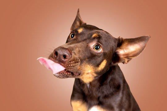 Working Kelpie schleckt nach einem Leckerli