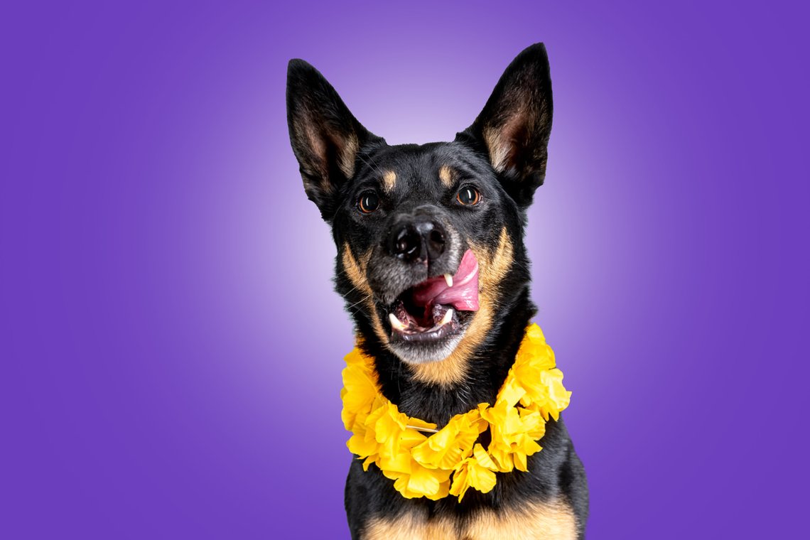 Working Kelpie mit Hawaiikette zieht Grimasse