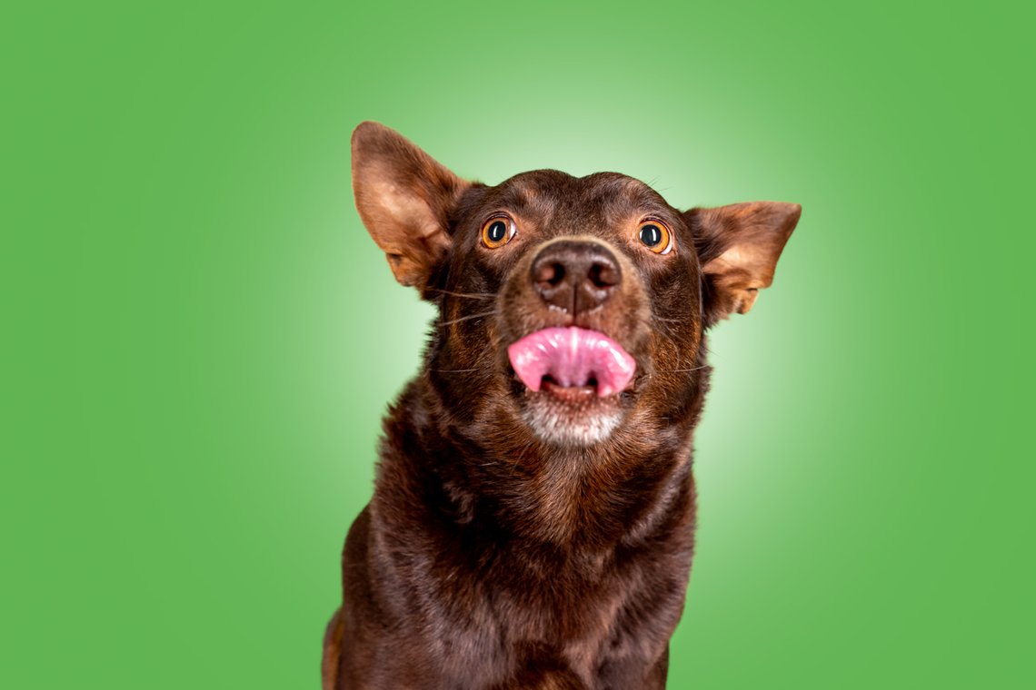 Working Kelpie streckt die Zunge raus