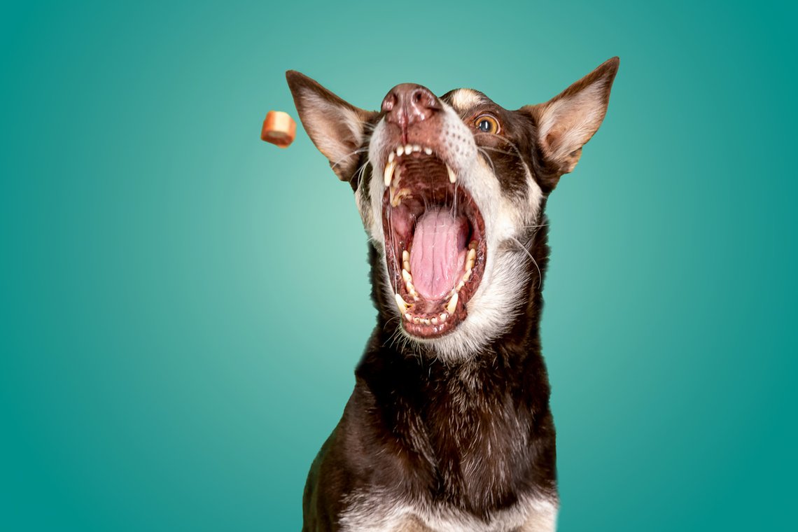 Working Kelpie fängt ein Wiener Würstchen