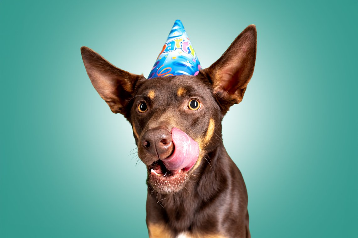 Working Kelpie mit Partyhut schleckt sich über die Nase