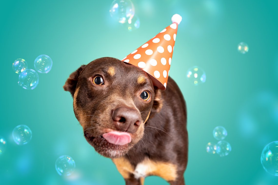 Working Kelpie mit Partyhut umgeben von Seifenblasen schleckt sich mit schiefem Kopf über die Nase