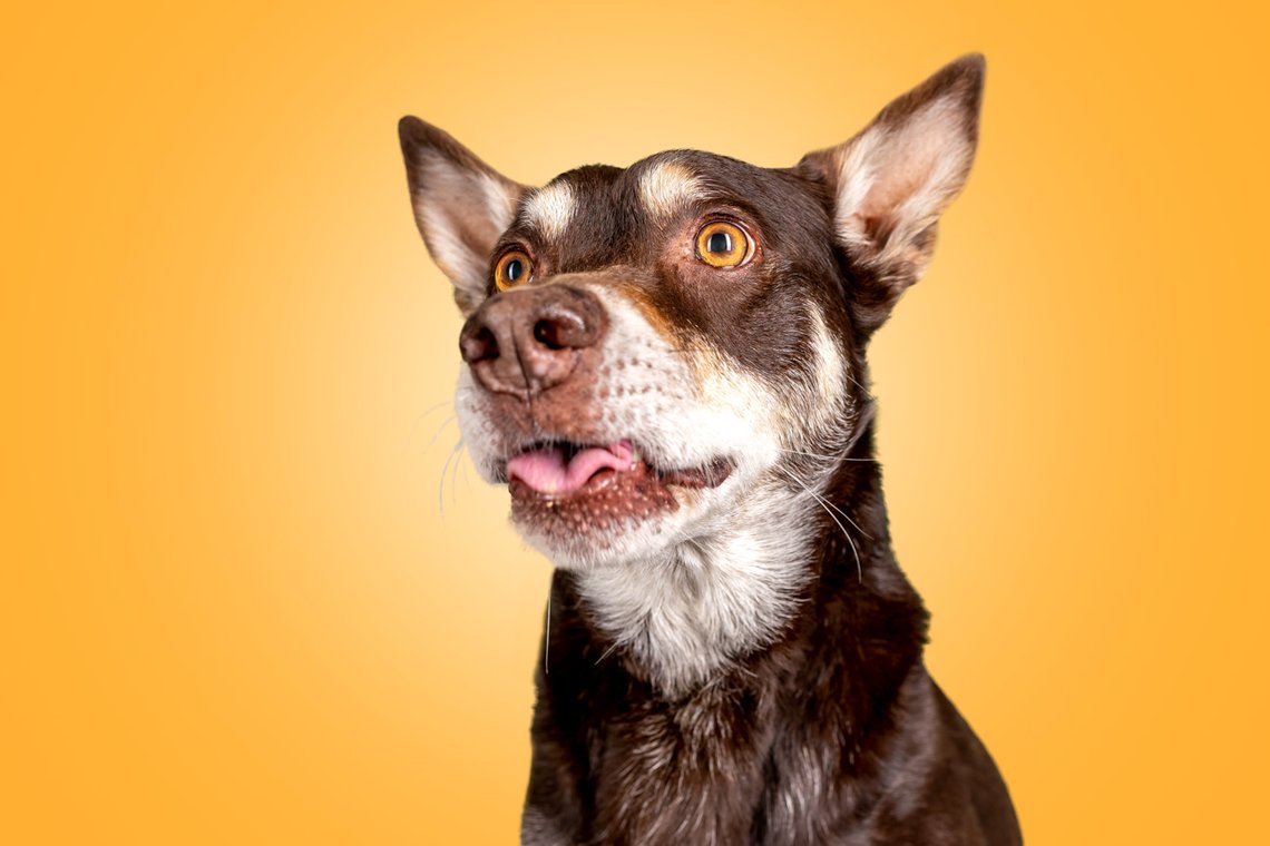 Working Kelpie streckt die Zunge heraus