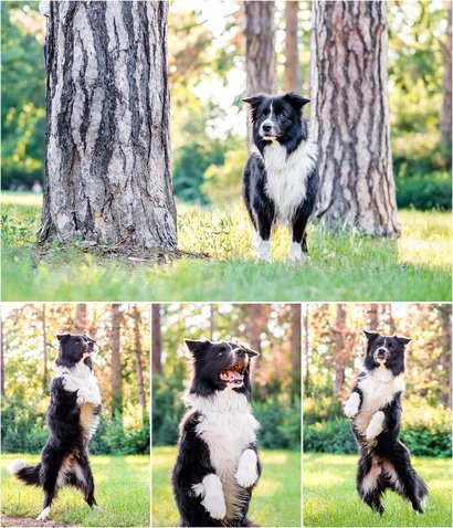 Border Collie Fotoshoot im Park Dresden Sachsen