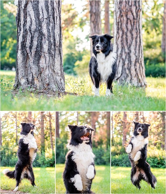 Border Collie Fotoshoot im Park Dresden Sachsen