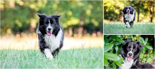 Border Collie Hundefotos in Dresden