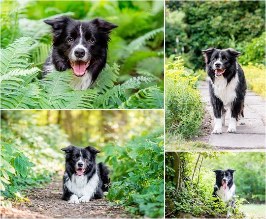 Hundefoto von Border Collie in Sachsen