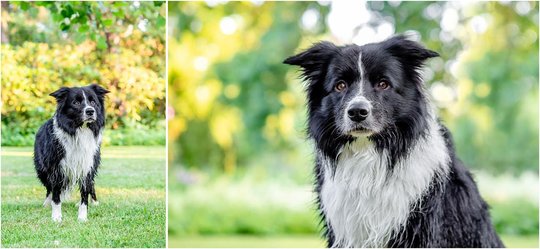 Hundefotografie Border Collie Portrait in Dresden