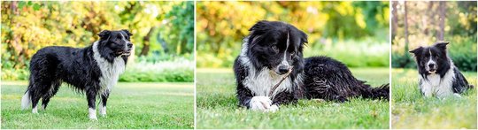 Border Collie Hundefoto im Park in Dresden