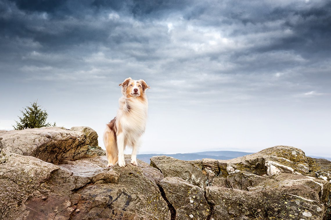 Mini Aussie Hundefotografie in der Sächsischen Schweiz bei Dresden