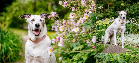 Hundefotografie in Dresden von Mischlings Hündin