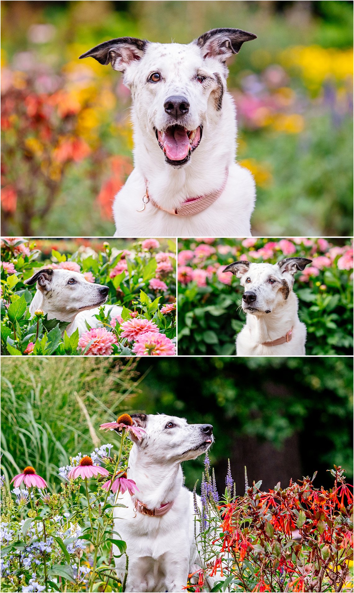 Mischling Hundefotos in bunten Blumen in Dresden