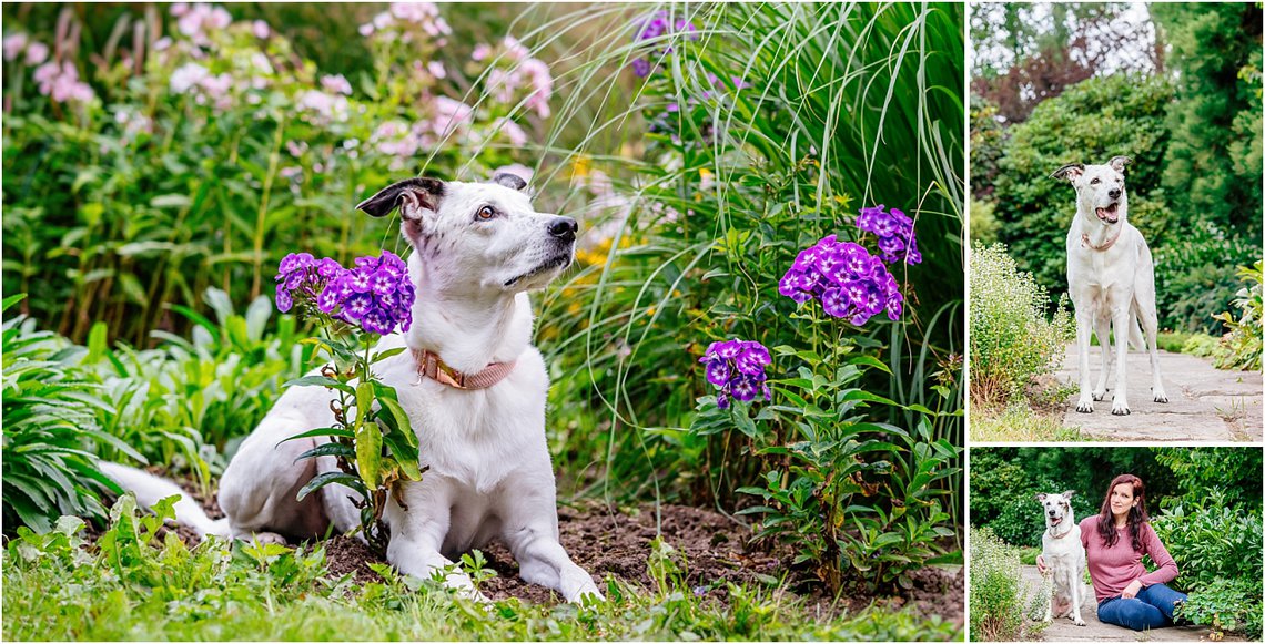 Hundeportrait Mischling mit Blumen in Sachsen