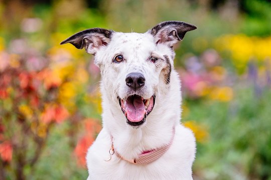 Mischling Hündin im Portrait mit bunten Blumen beim Hundefotoshooting Geschenk in Dresden