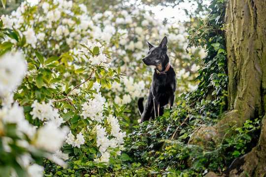 Mischling steht im Rhododendron Meer