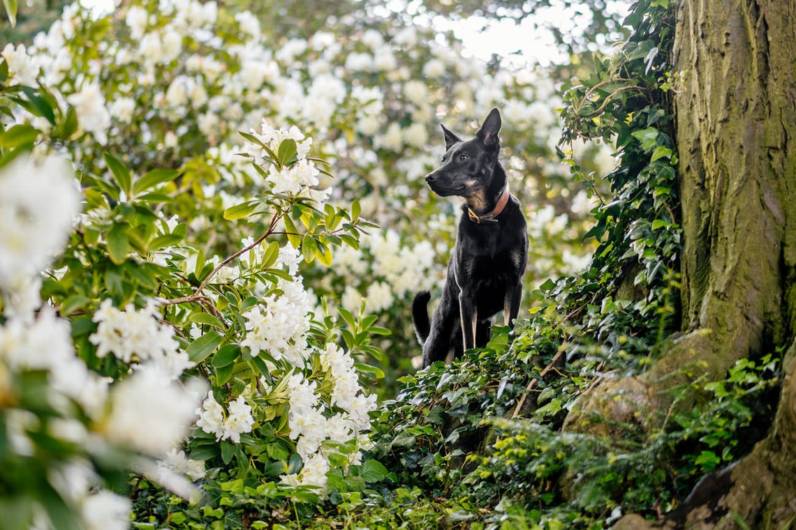 Mischling steht im Rhododendron Meer