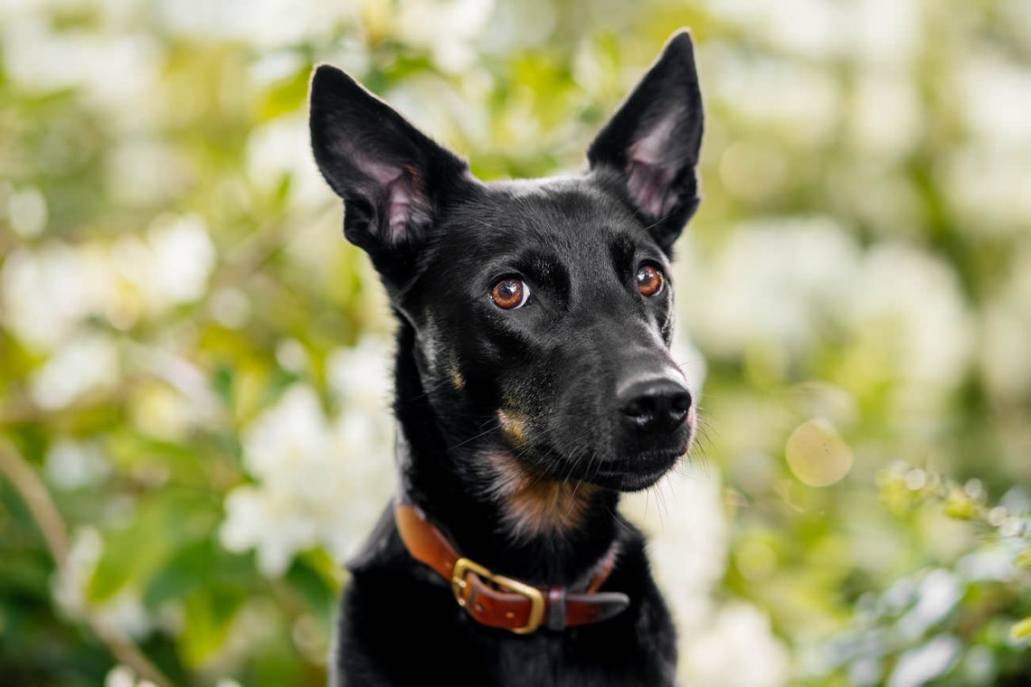 Portrait von schwarzer Mischlingshündin