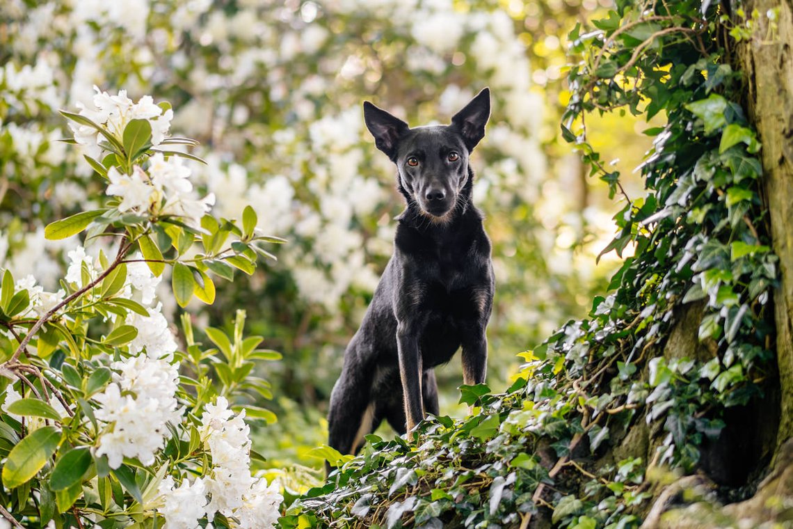 Mischlingshündin im Rhododendron