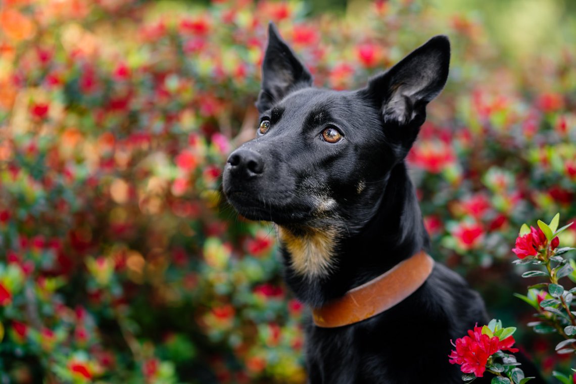Porträt von Hündin vor roten Blumen