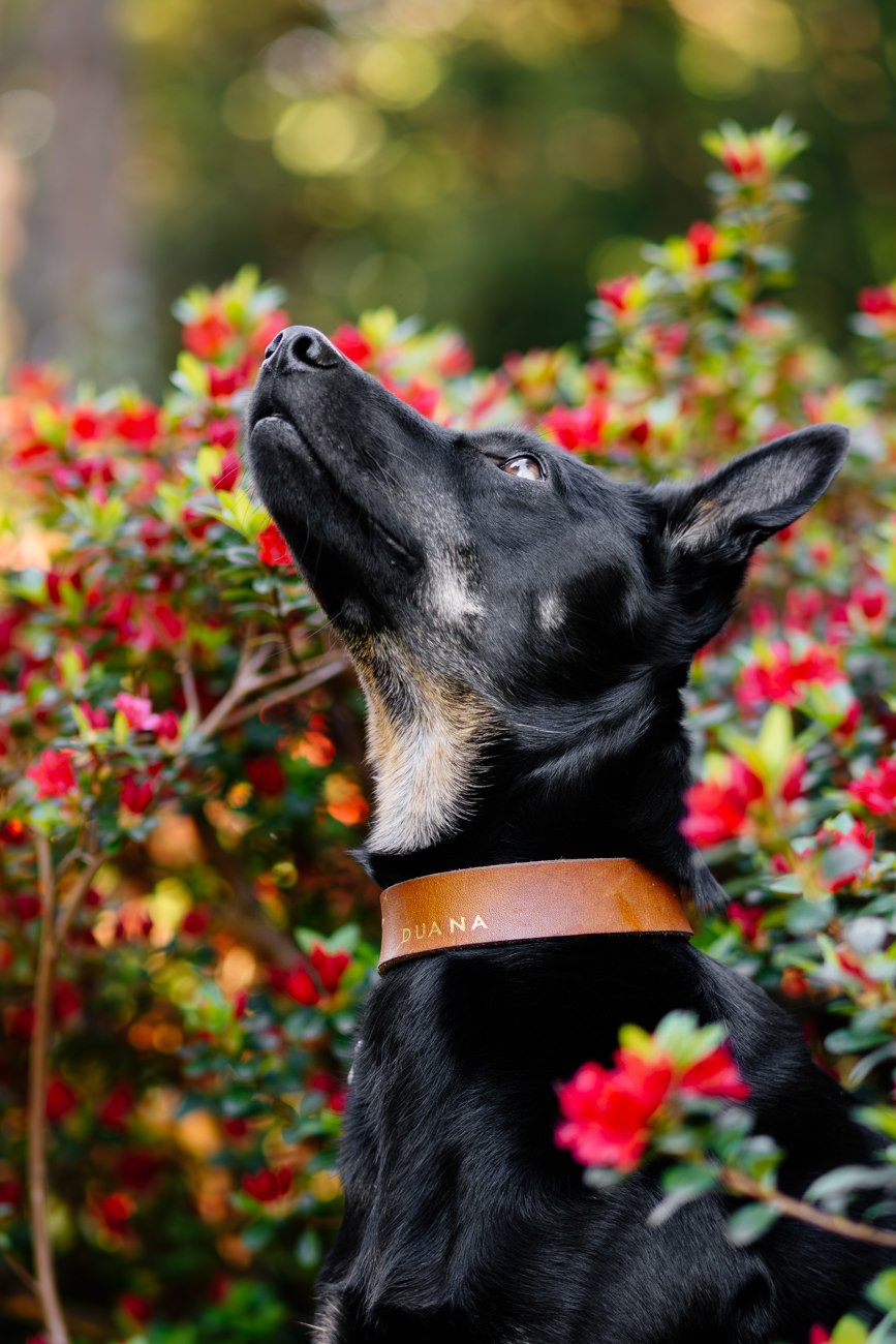 Porträt von Hündin vor roten Blumen