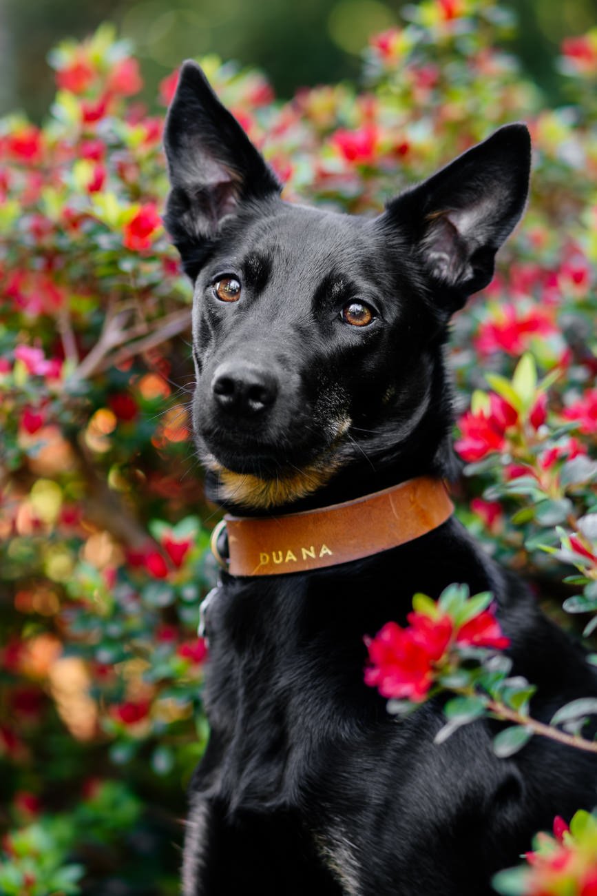 Porträt von Hündin vor roten Blumen