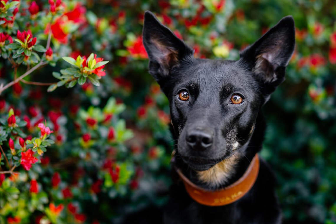 Porträt von Hündin vor roten Blumen