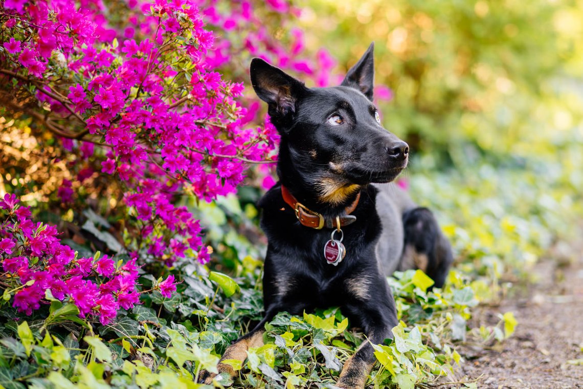 schwarze Hündin liegt vor pinken Blumen