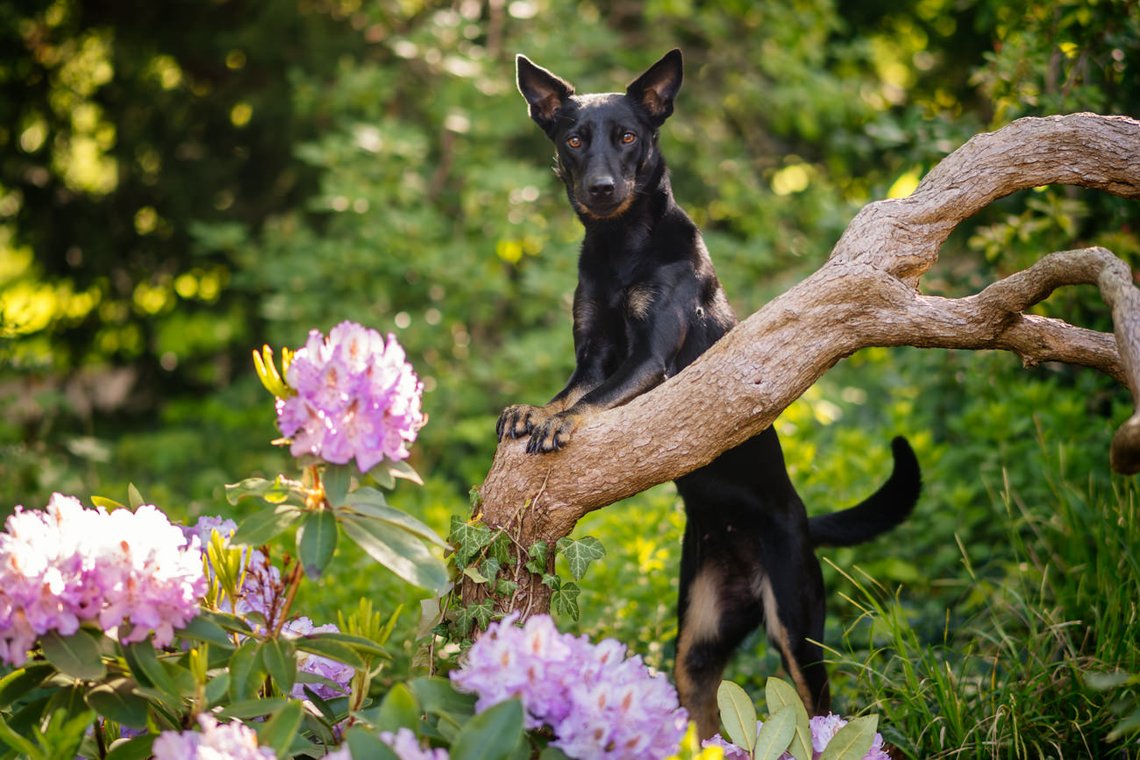 Hündin steht mit den Vorderpfoten auf Baum