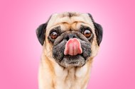 Mops schleckt sich über die Nase