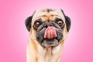 Mops schleckt sich über die Nase