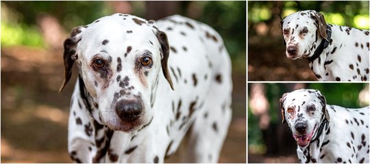 Hundeoma Portrait