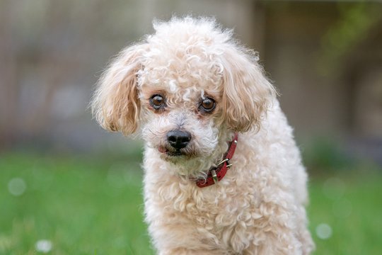 Portrait Opahund