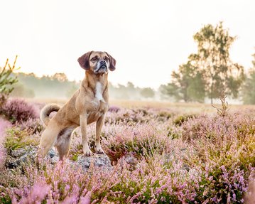 Puggle in Dresdner Heide bei Hundefotoshooting