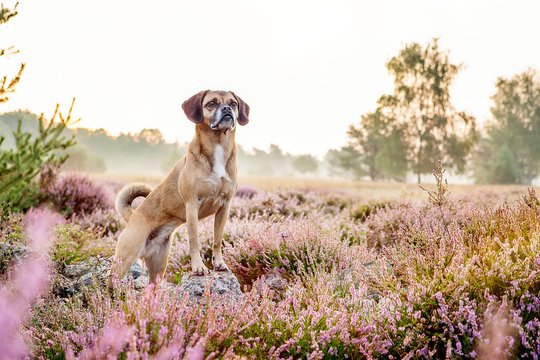 Puggle in Dresdner Heide bei Hundefotoshooting