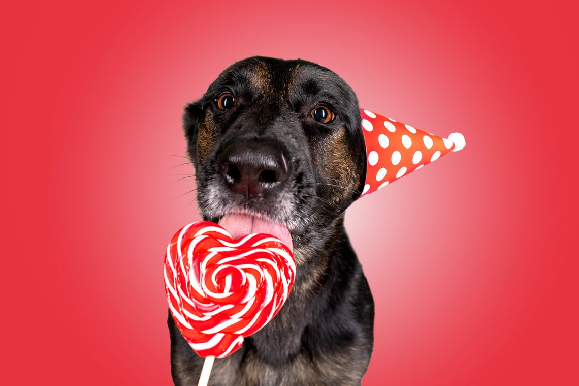 Schäferhund mit Partyhut und Lolli im Fotostudio