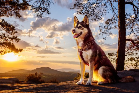 Husky im Sonnenaufgang