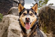 Porträt von Huskymischling