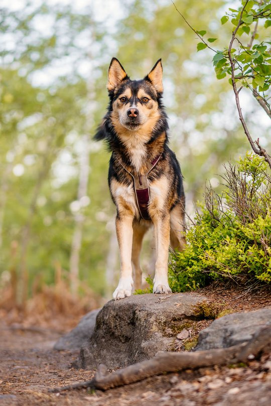 Huskymix im Wald