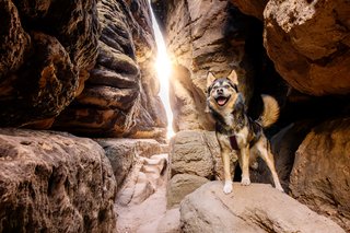 Huskymix in Lichtdurchfluteter Felsspalte