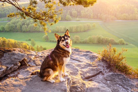 Huskymischling im Sonnenaufgang in den Bergen