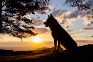 Silhouette von Husky im Sonnenaufgang