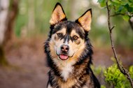 Huskymix im Wald