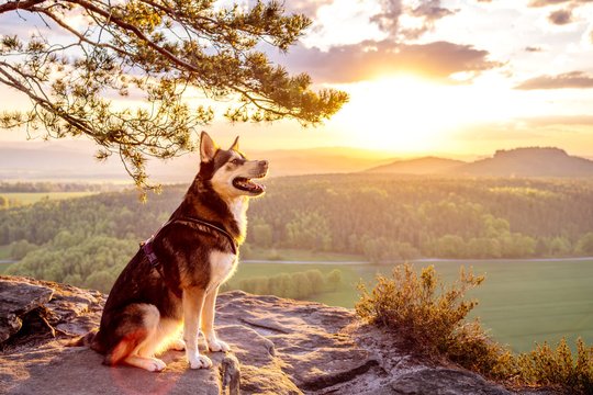 Huskymix im Sonnenaufgang in den Bergen