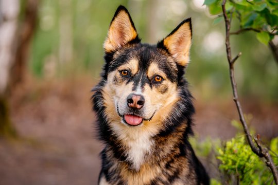 Huskymix im Wald