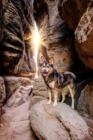 Huskymix in Lichtdurchfluteter Felsspalte